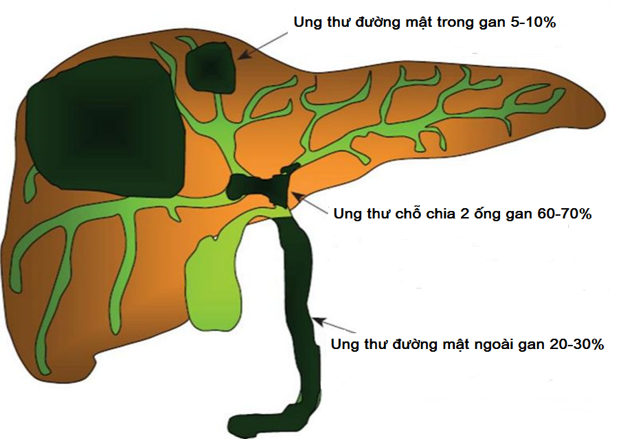 Các câu hỏi thường gặp